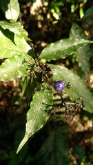 Psychotria brachyceras