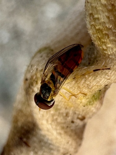 Unknown species found near Boca Raton, FL, US