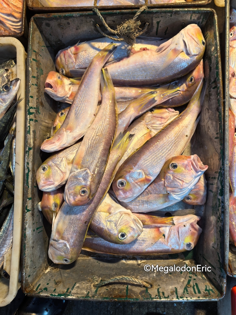 Yellow-Blotched Tilefish
