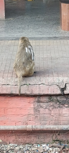 Rhesus Macaque