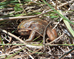 Pelobates vespertinus