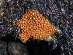 Hemitrichia clavata