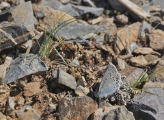 Polyommatus kamtshadalis