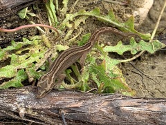 Dactylocnemis matapia