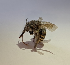 Anthophora marginata