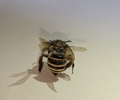 Anthophora marginata