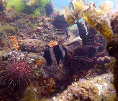 Pseudogoniistius nigripes