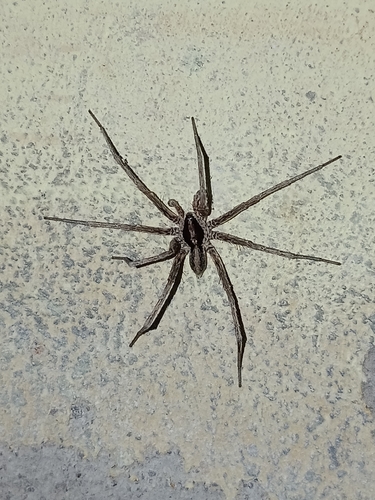Xenoctenus vittatus