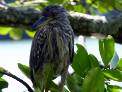 Nycticorax nycticorax