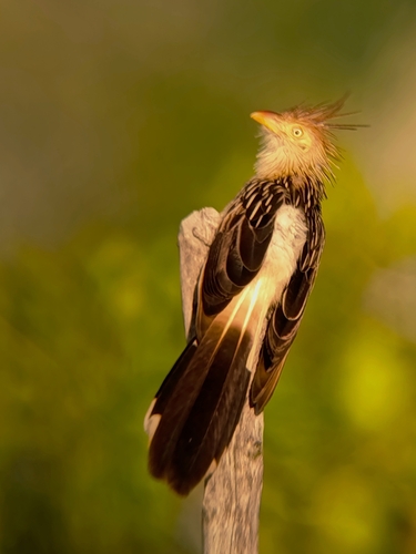 Guira Cuckoo