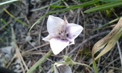 Calochortus elegans