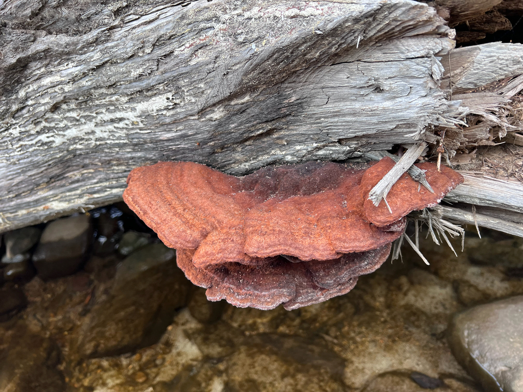 Phaeolus hispidoides · November 2025 · photo: © staffordcorey (iNaturalist, cc-by)
