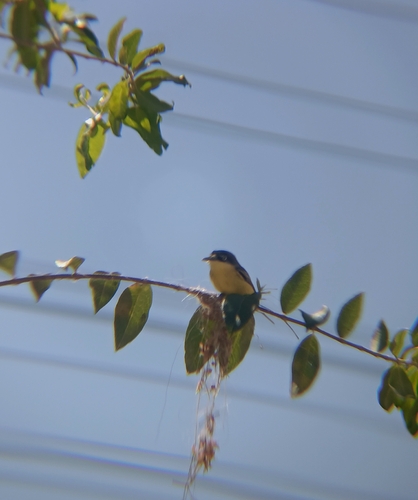 Common Tody-Flycatcher