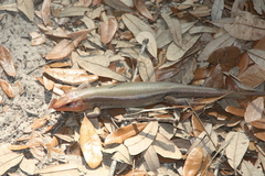 Plestiodon laticeps