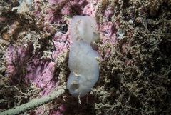Aplidium pallidum