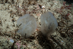 Aplidium pallidum