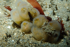 Aplidium pallidum