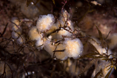 Aplidium pallidum