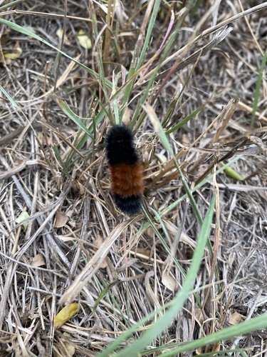 Isabella Tiger Moth