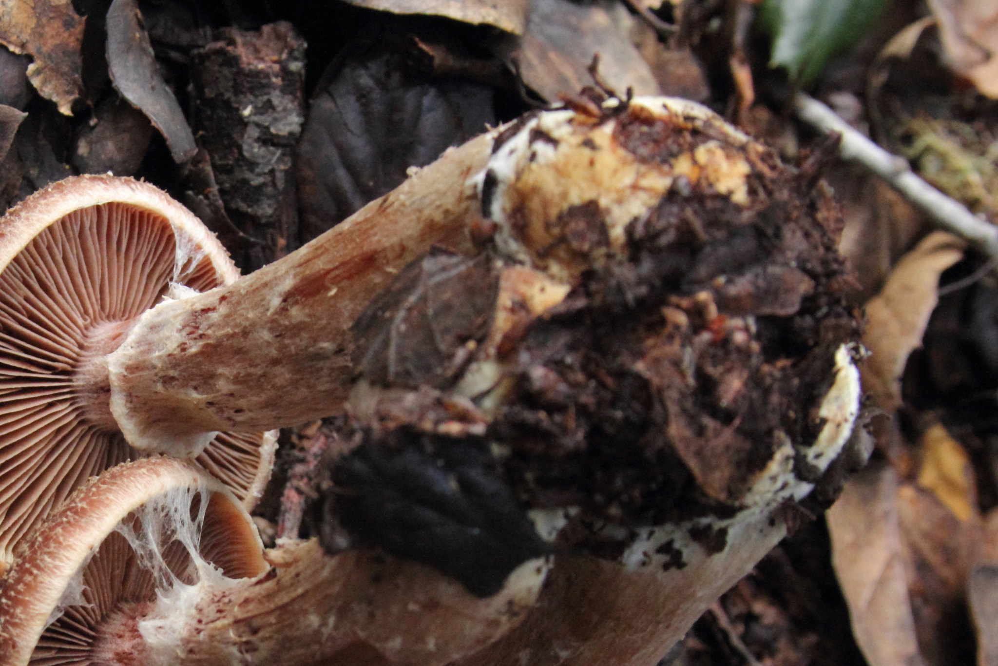 Armillaria sinapina image