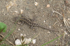 Liolaemus wiegmannii