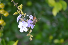 Eristalis tenax