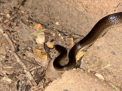 Slaty-grey snake sighting