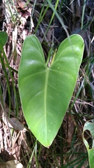 Philodendron