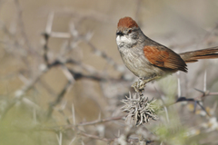 Sooty-Fronted Spinetail photo 3