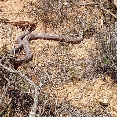 Eastern Brown Snake sighting