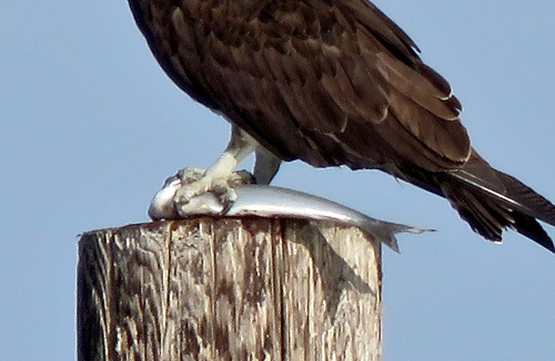 Jack silverside (Atherinopsis californiensis) — Atherinopsidae — 3