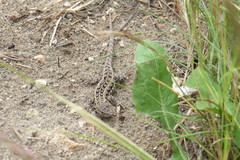 Liolaemus wiegmannii