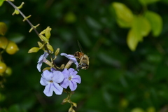 Eristalis tenax