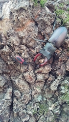 Purpuricenus kaehleri