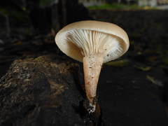 Clitocybe salmonilamella