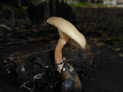 Clitocybe salmonilamella