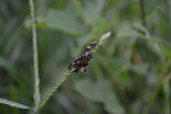 Nezara viridula