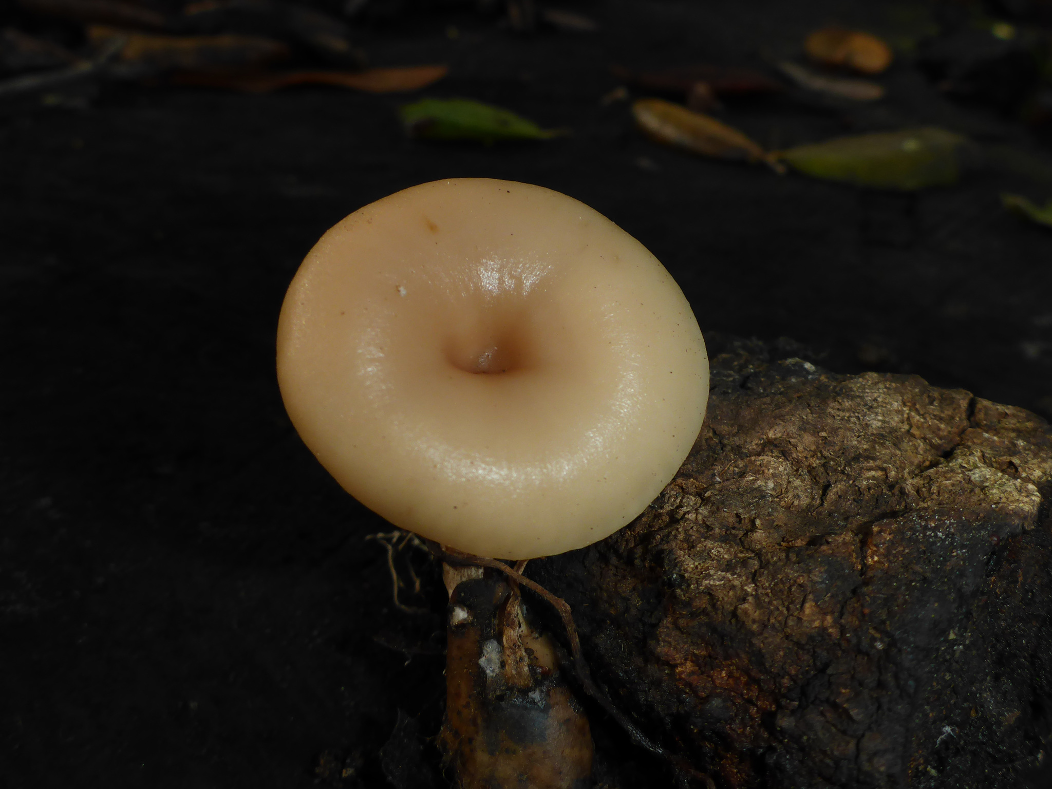 Clitocybe salmonilamella image