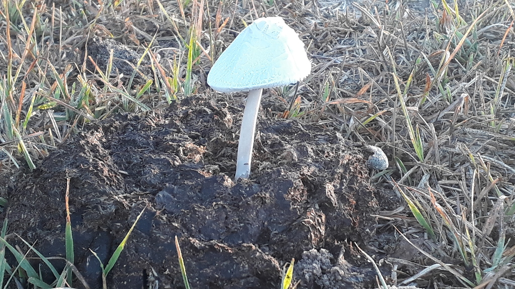Panaeolus antillarum · January 2020 · photo: © fmiudo (iNaturalist, cc0)