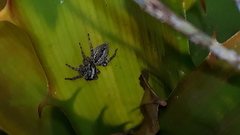 Asaphobelis physonychus