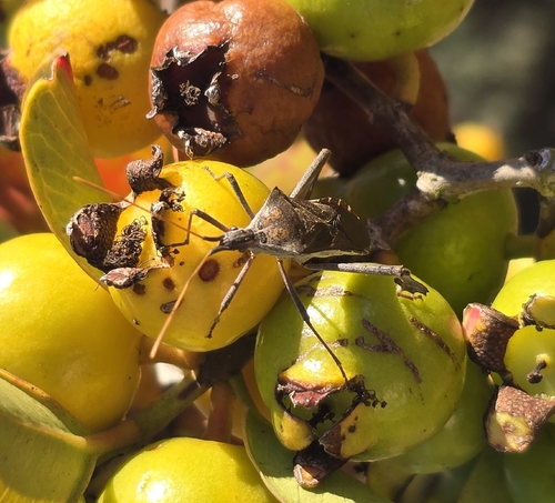 Barraya Insect Photo 596308575, (c) dmariana, some rights reserved (CC BY-NC ...