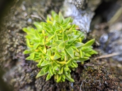 Colobanthus quitensis