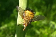 Adejeania