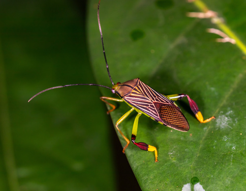 Melucha lineatella
