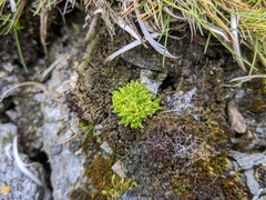 Colobanthus quitensis