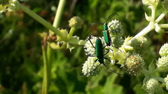 Chrysoprasis aurigena
