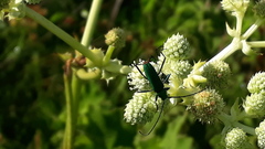 Chrysoprasis aurigena