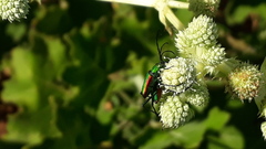 Chrysoprasis aurigena