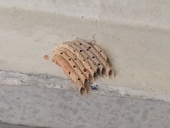 Trypoxylon albitarse