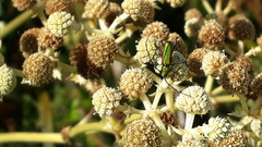 Chrysoprasis aurigena